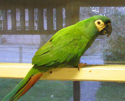 Mini Macaw